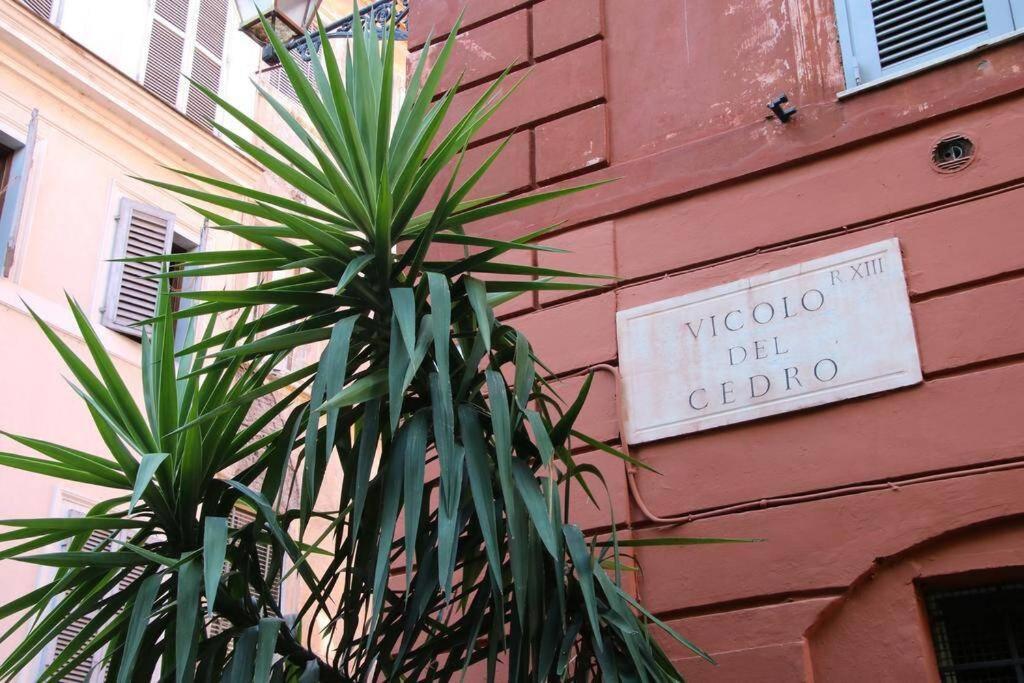 Cedro Home, Rome